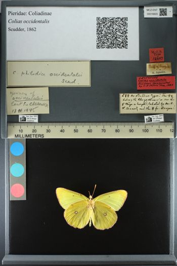 Media type: image;   Entomology 16603